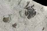 Greenops Trilobite - Arkona, Ontario #164408-4